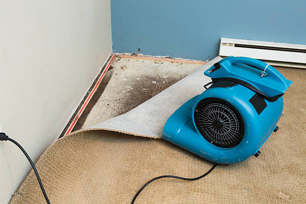 Best Professional water damage repair  in Dunmore, PA